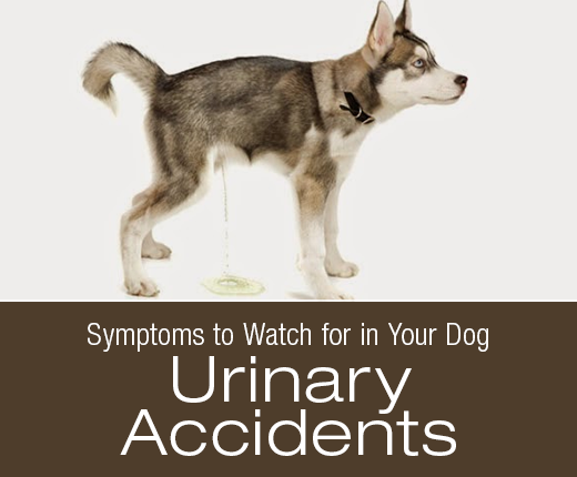 Symptoms to Watch for in Your Dog: Urinary Accidents