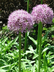Purple Sensation alliums at Paul Kane House gardens by garden muses: a Toronto gardening blog
