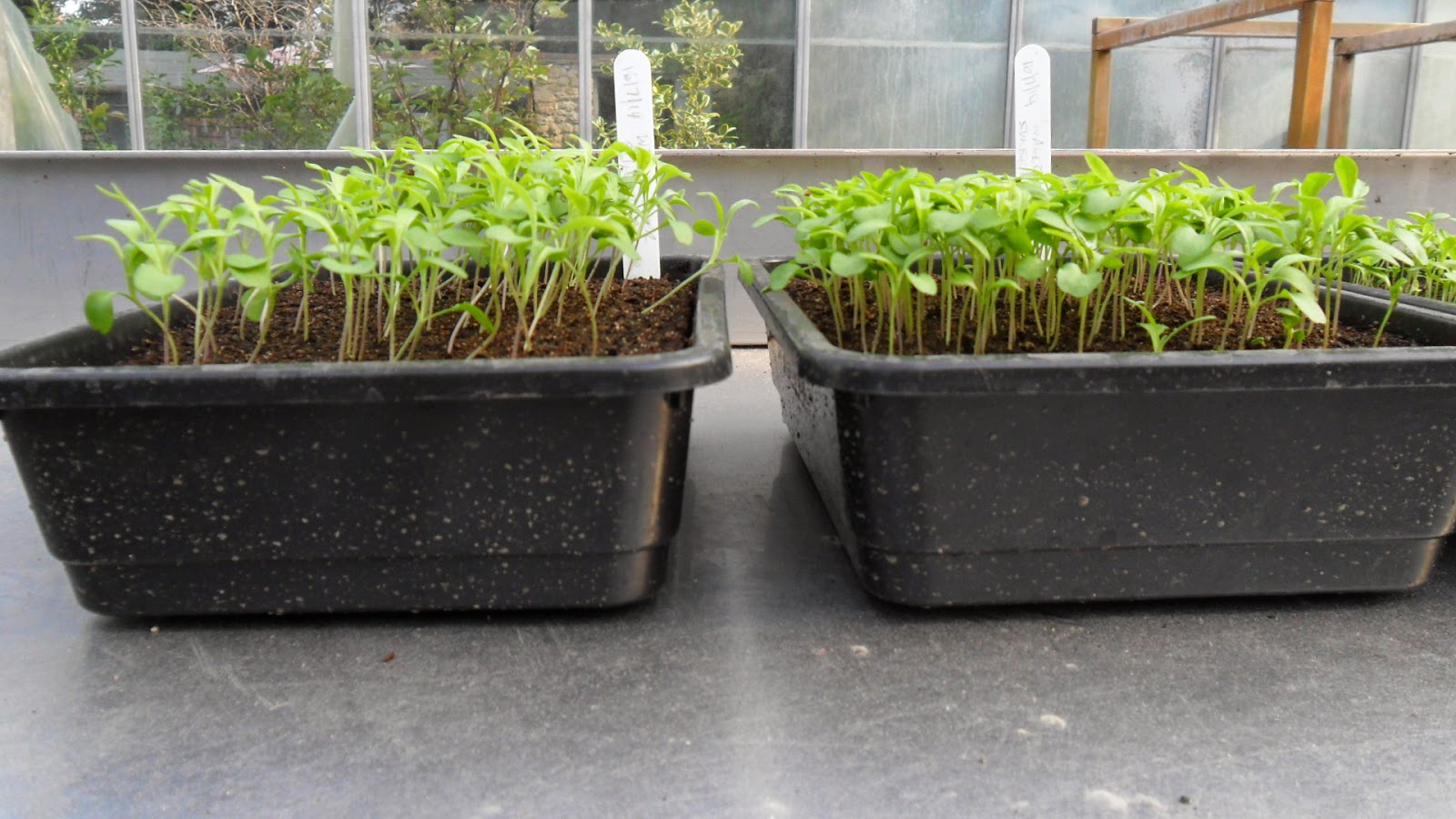 Worcester College Gardeners 20092018 Pricking Out Wallflowers and