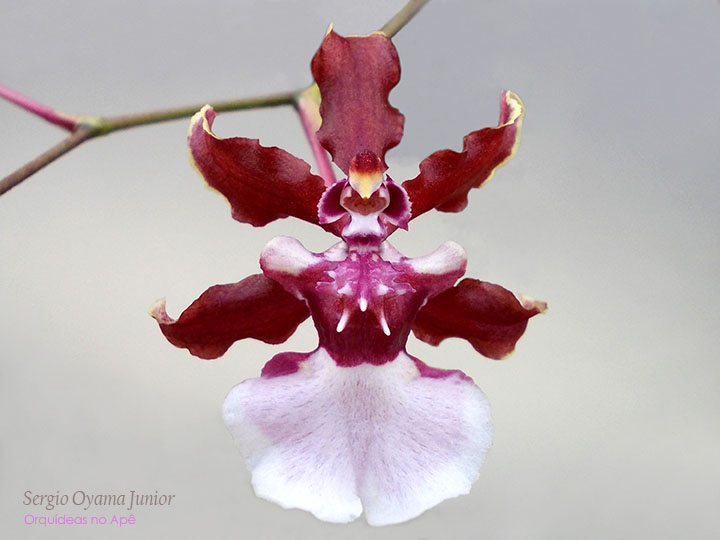 Micro-orquídea Oncidium Sharry Baby 'Sweet Fragrance'