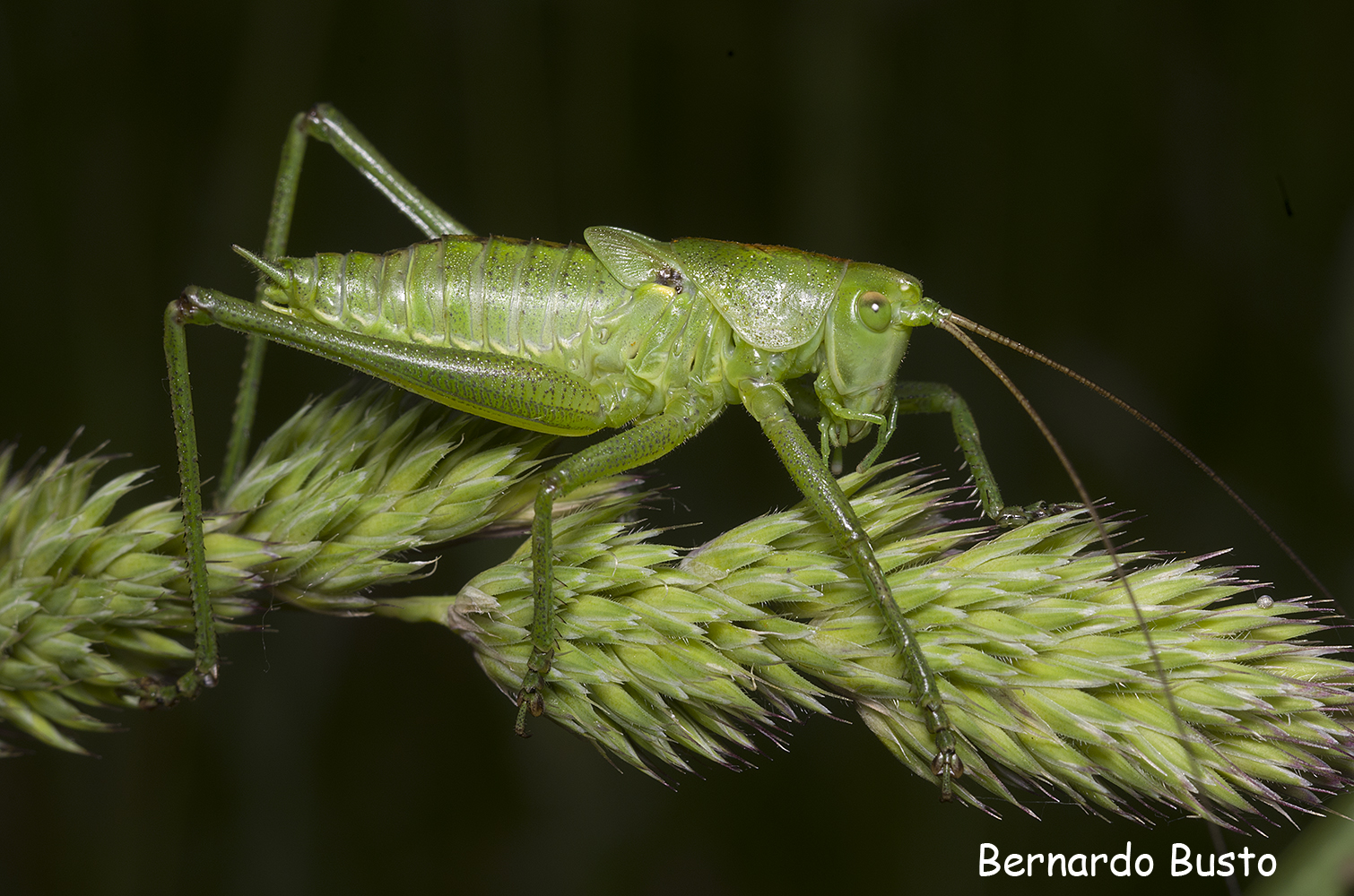 RÍA DE LA VILLA Langosta verde
