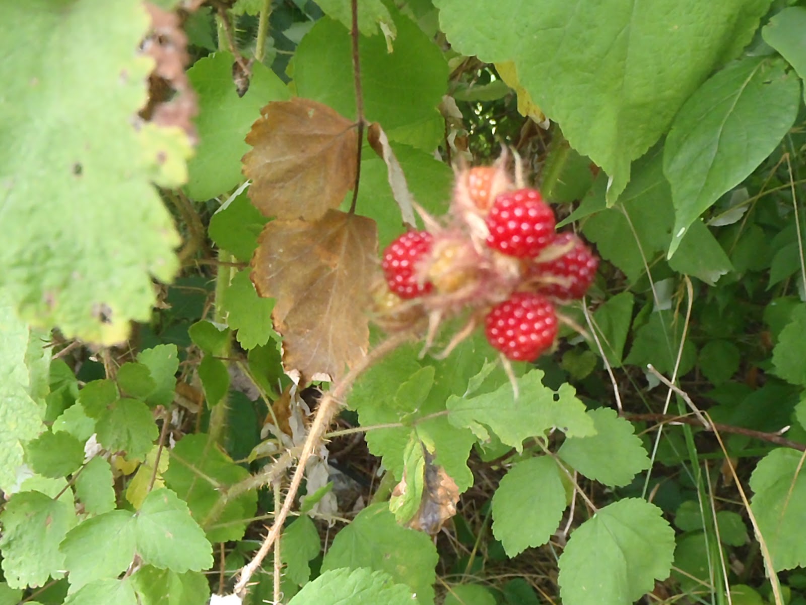 Life of a working mom Rules to Picking Wild Raspberries