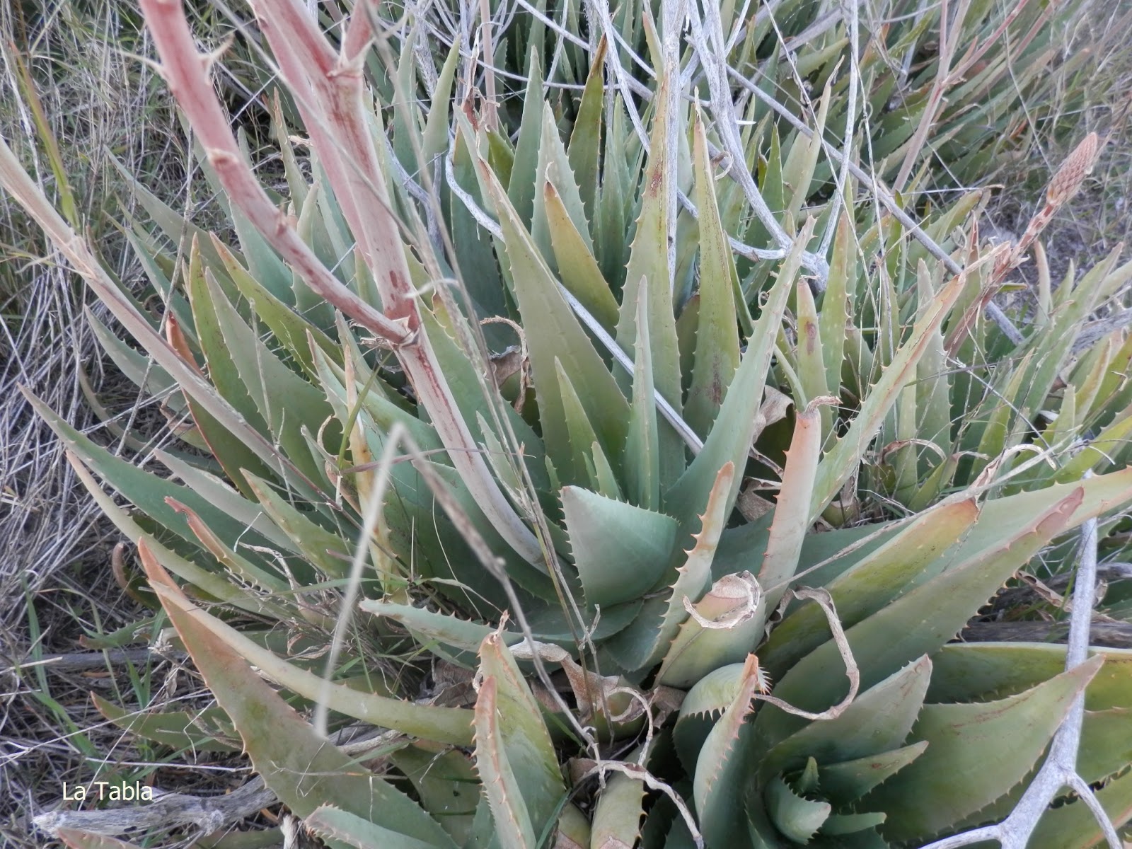 Flores de Aloe vera por el camino