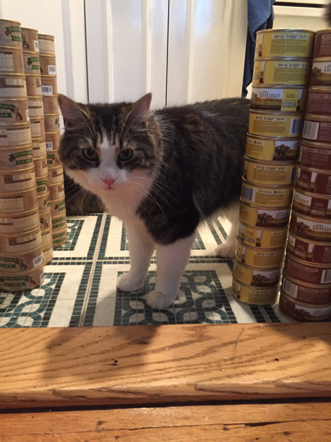Low Carb Starch Free Canned Cat Food Low Carb Starch Free Canned Cat Food