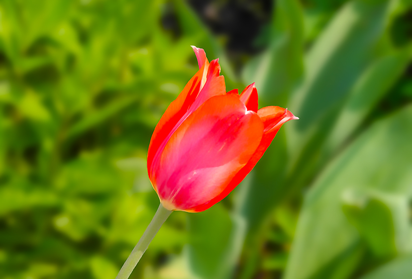 Drogie panie - czerwony tulipan