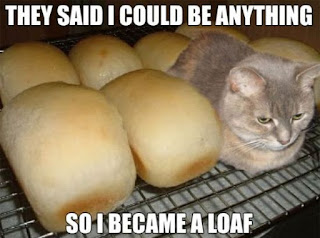 Cat Memes Photos Cat Memes Photos