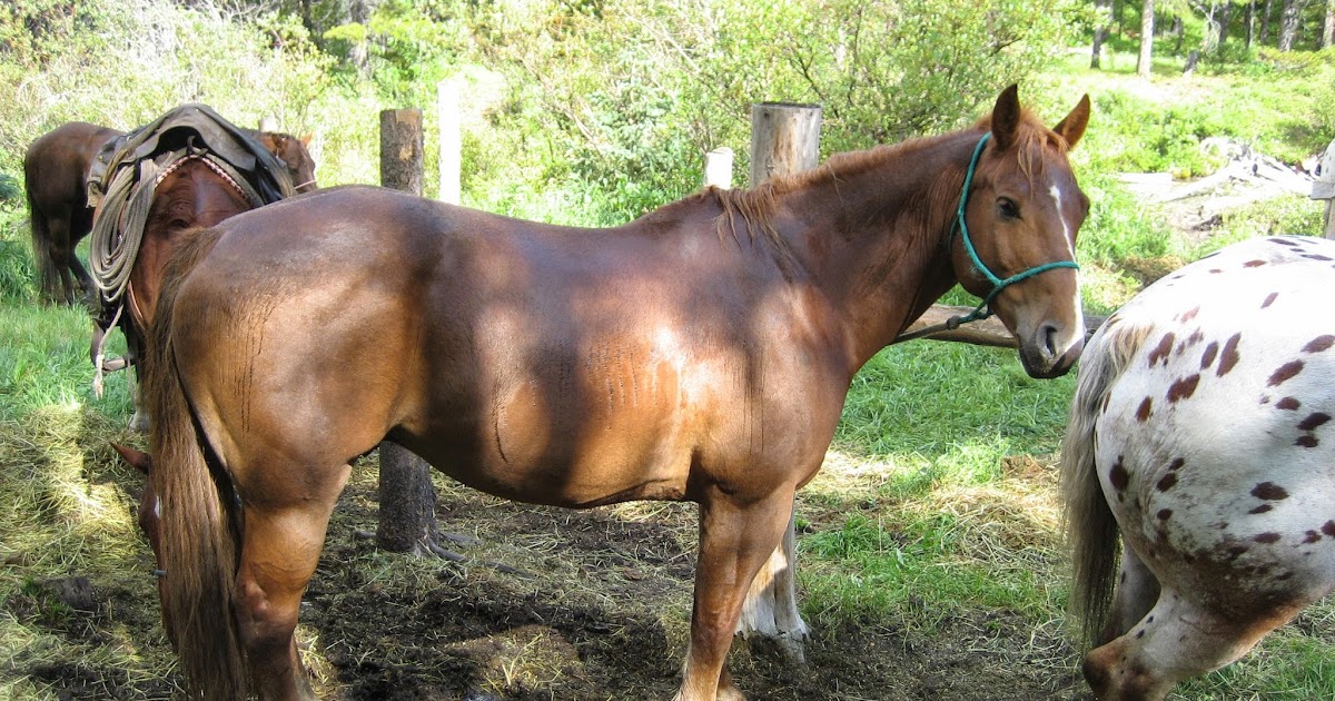 Do Horses Neigh When They Run? Do horses kiss?