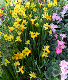 Allan Gardens Conservatory Spring Flower Show 2013  pink cyclamen yellow daffodils by garden muses: a Toronto gardening blog 