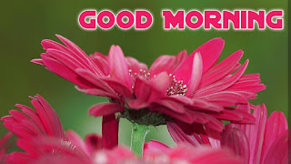 good morning good morning