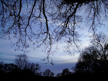 La forêt enchantée