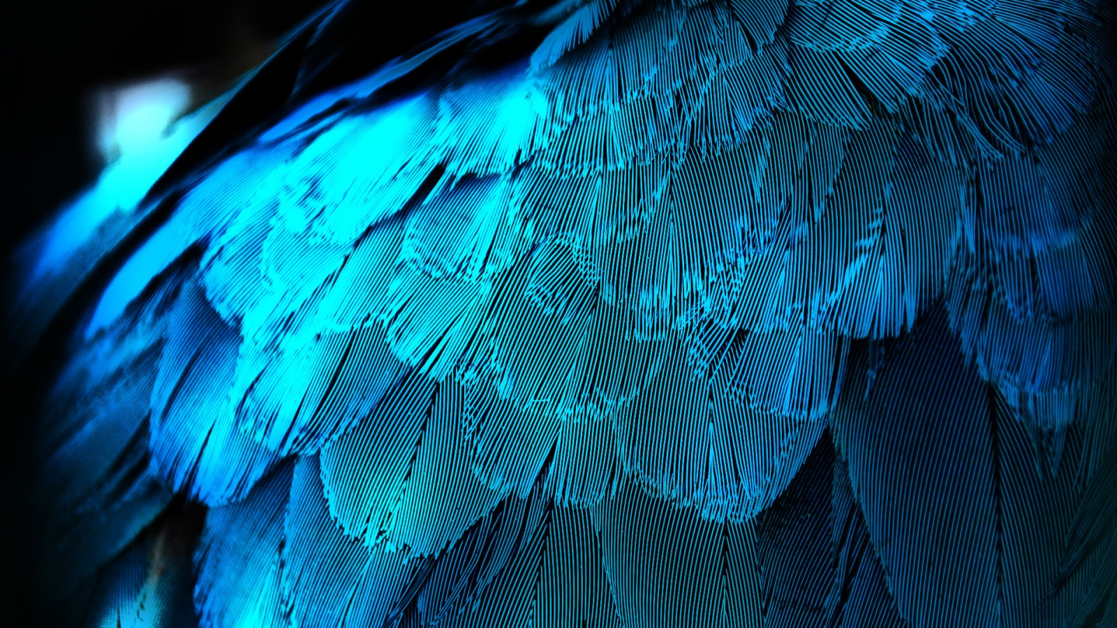 Blue Feathers - Wallpapers