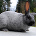 Sejarah Memelihara Kelinci American Rabbit atau Kelinci Ammerika