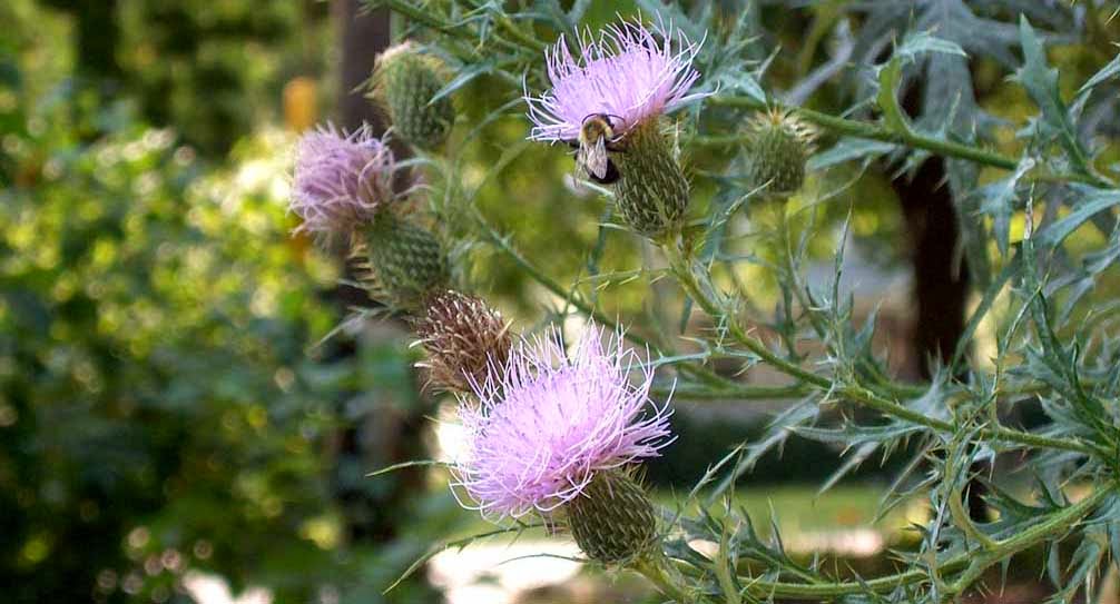 Thistle Quill