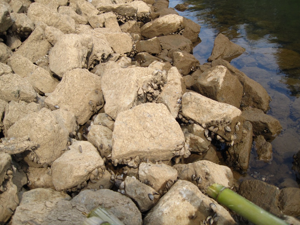 Gary's Outdoor Wanderings2 THE ZEBRA MUSSEL A DANGEROUS MOLLUSK