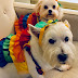 Halloween with Truman and Wilson #hairynotsoscary