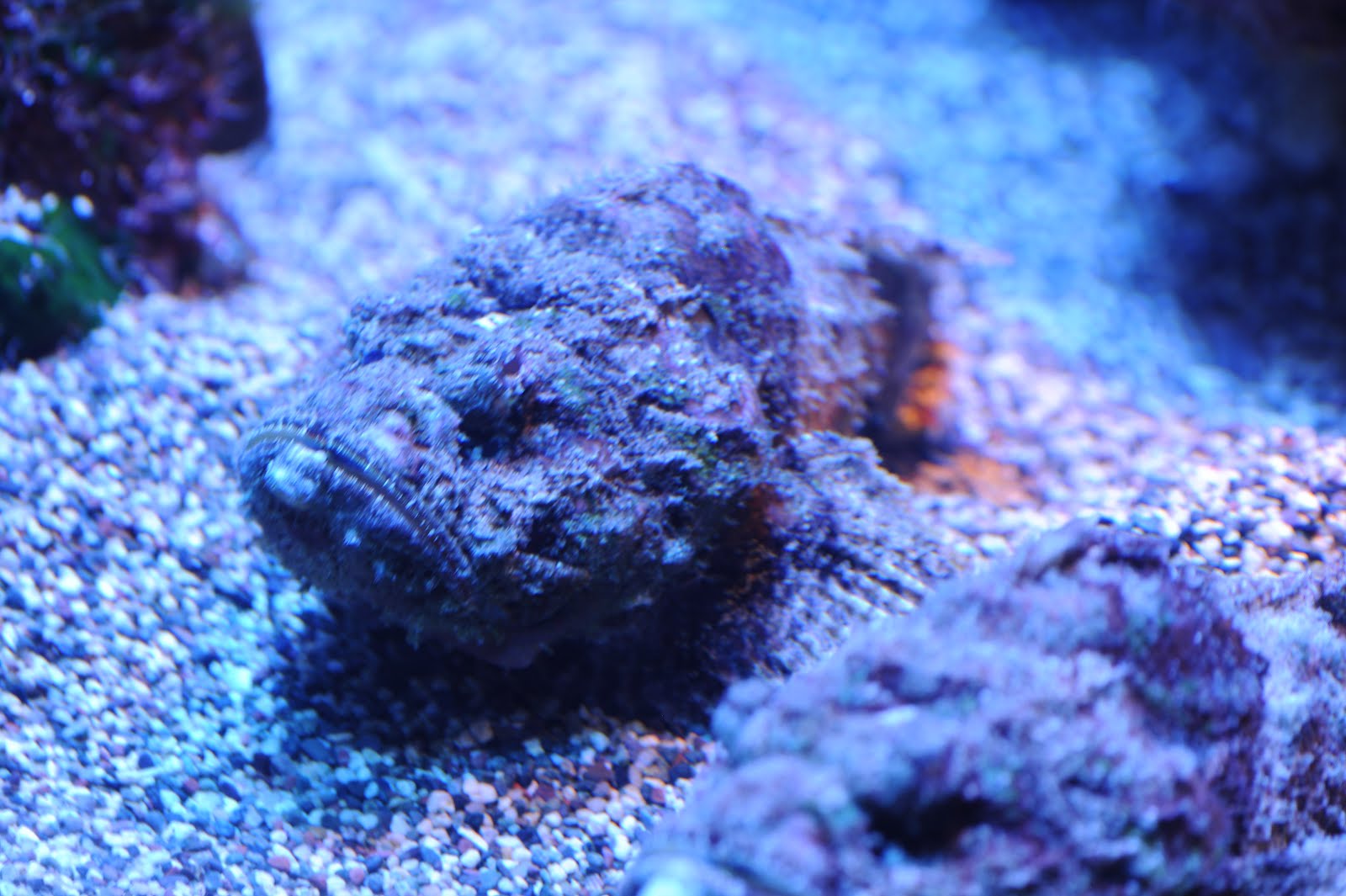 Kodiak Haakansons Aquarium