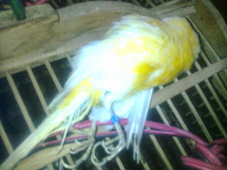 burung kenari kurus gambar kenari kurus