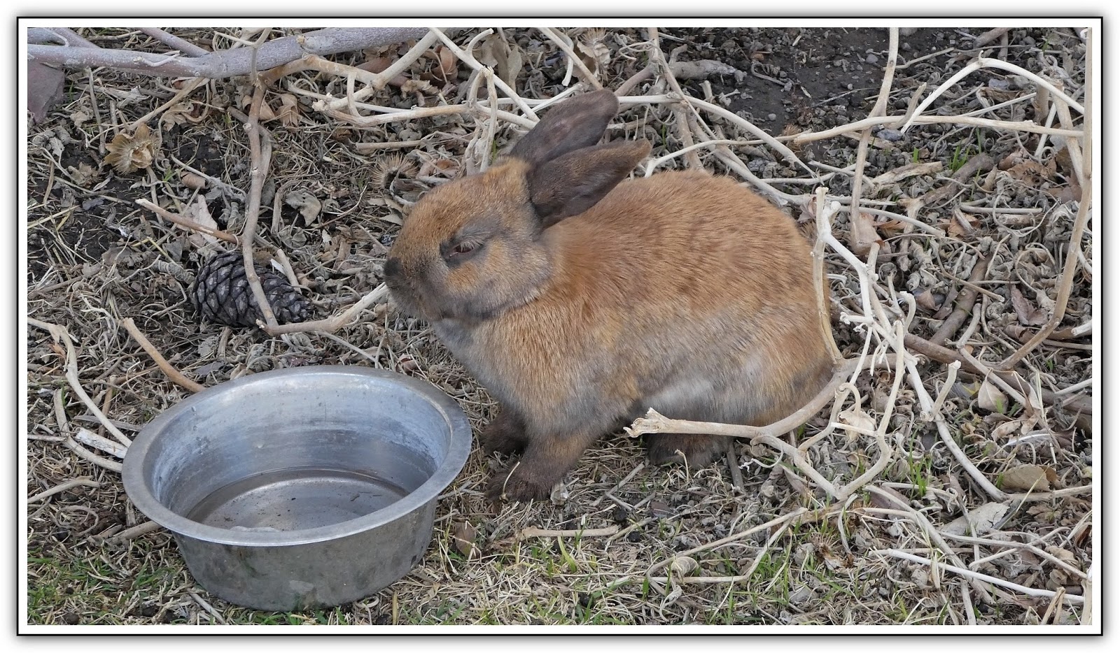Ken's Photo Gallery Pygmy Rabbit (Brachylagus idahoensis)
