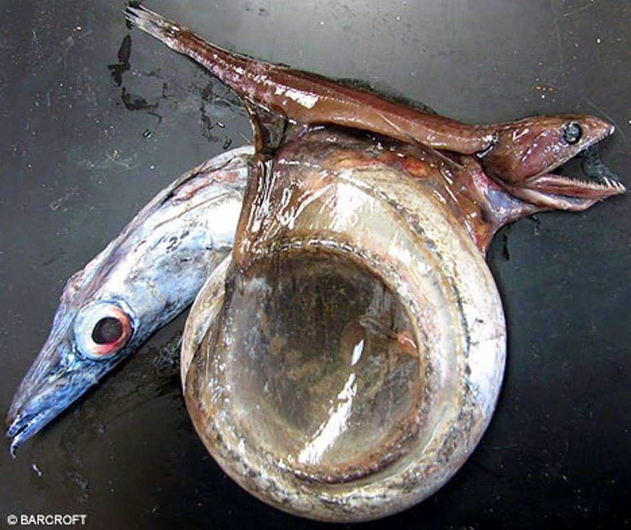 46 Unbelievable Photos That Will Shock You - A Fish That Eats Prey Up to 10x Its Mass and Twice Its Length