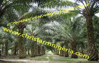 Palm Oil Plantation Business Plans And Feasibility (Get an irresistible one) Palm Oil Plantation Business Plans And Feasibility (Get an irresistible one)