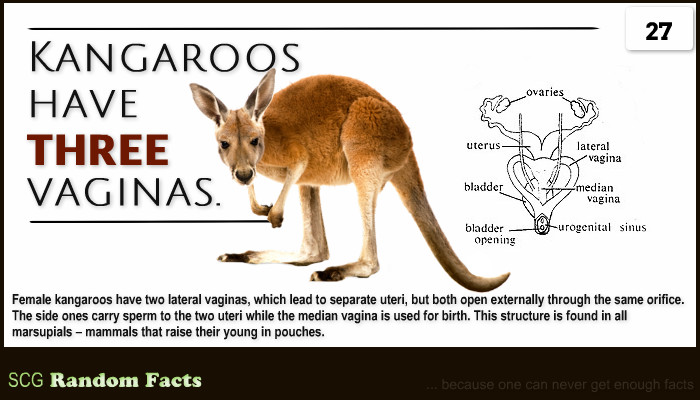 Scg Random Facts Random Fact 27 Kangaroos Have Three Vaginas