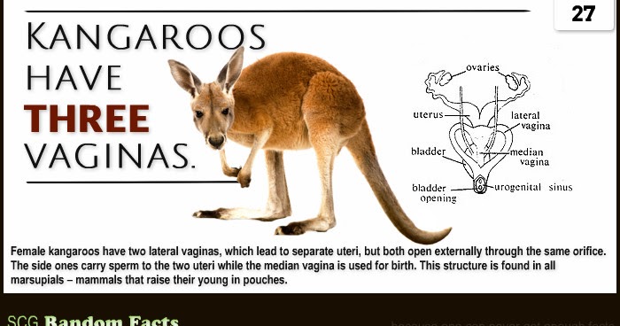 SCG RANDOM FACTS: RANDOM FACT #27 - Kangaroos Have THREE VAGINAS