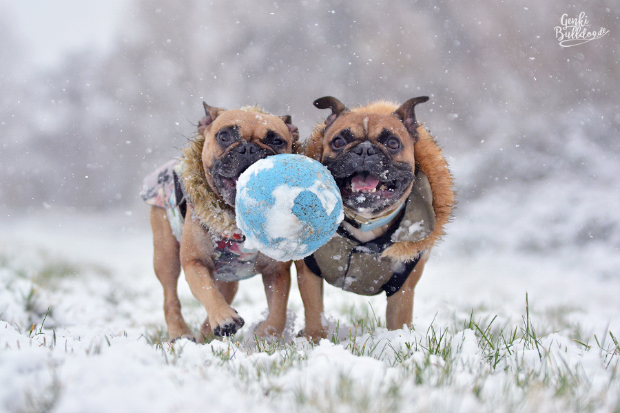 Französische Bulldogge im Schnee Hundeblog Französische Bulldogge im Schnee Hundeblog