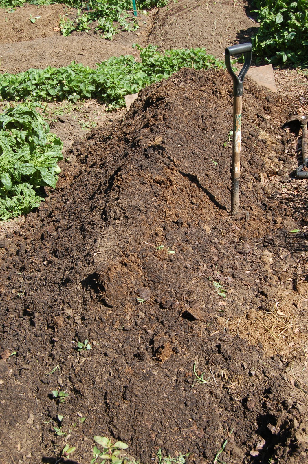 Midwestern Garden Trench Composting Manure, and Double Digging my