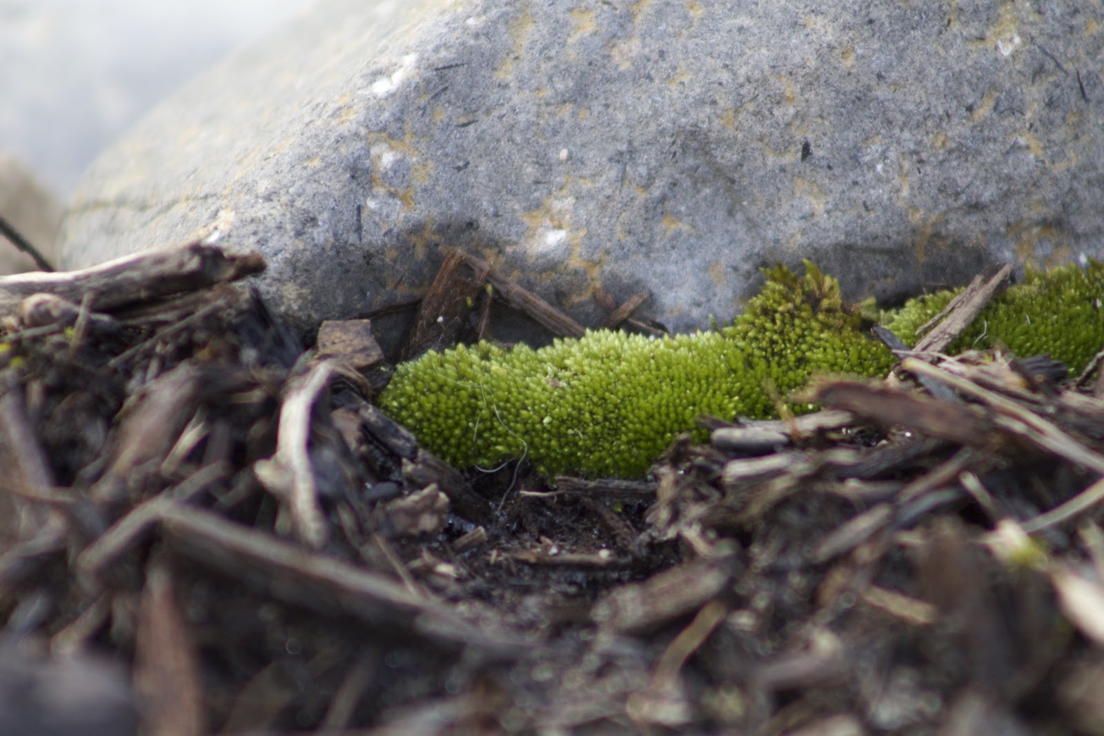 dense moss clump