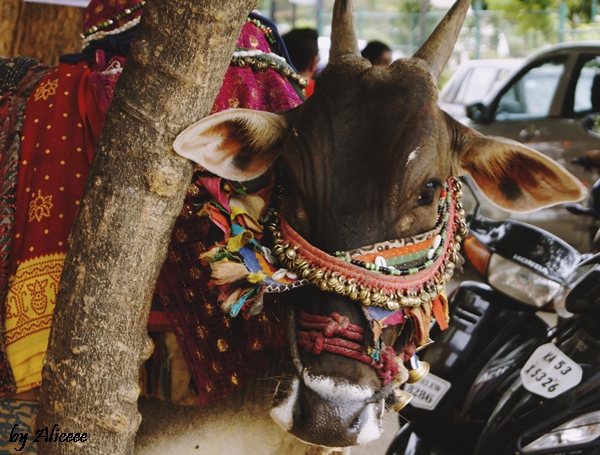 vaci-sfinte-in-India
