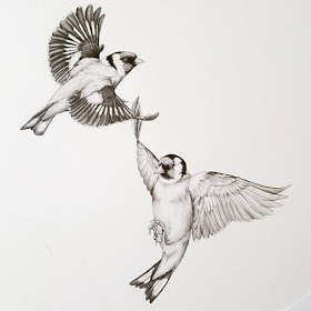 12-Goldfinch-in-flight-Kerry-Jane-Detailed-Black-and-White-Wildlife-Drawings-www-designstack-co