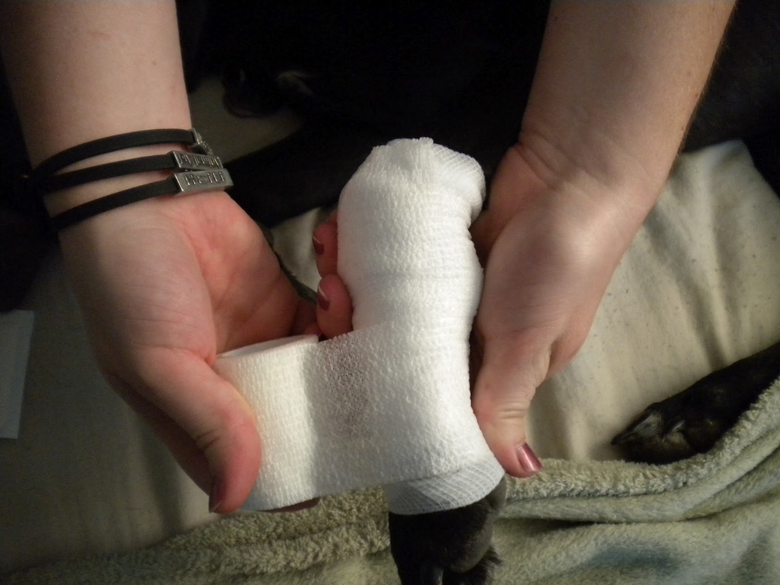 The Dog Park Goer's Guide Instructions