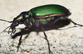  adalah kelas dari Arthropoda dan merupakan hewan yang mendominasi di bumi ini 30 Ordo Serangga (Insekta) dan Ciri-cirinya TERBARU