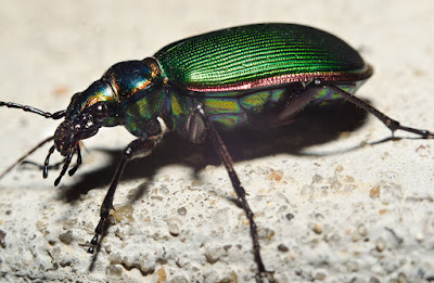 penggolongan ordo insekta berdasarkan