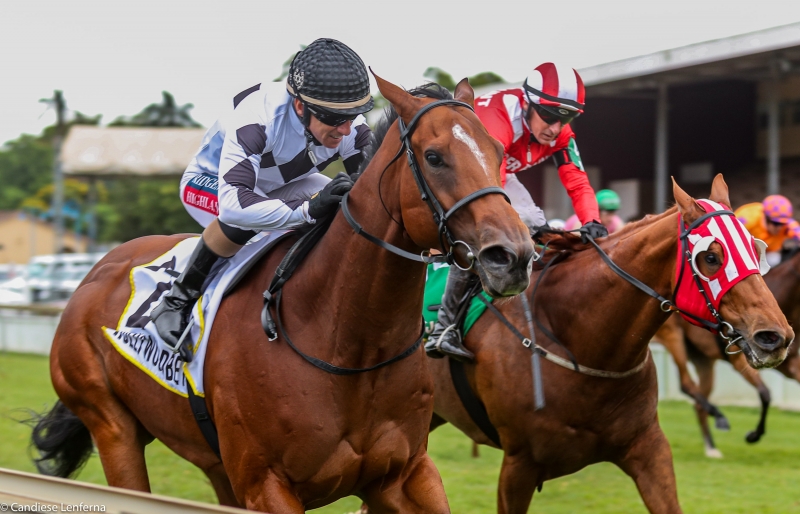 Ultra Magnus Ultra Magnus - Horse Racing at Hollywoodbets Scottsville