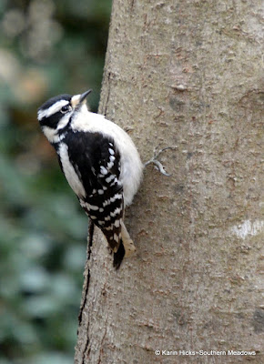 Southern Meadows~Winter is the Best Time for Backyard Birding