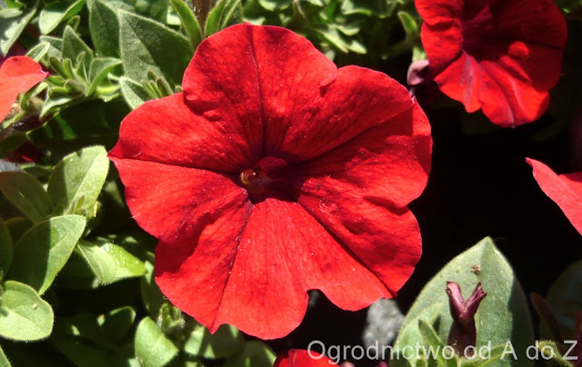 Petunia