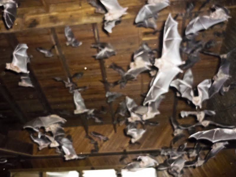 the adventures of US Ocean, Bats and Sunsets