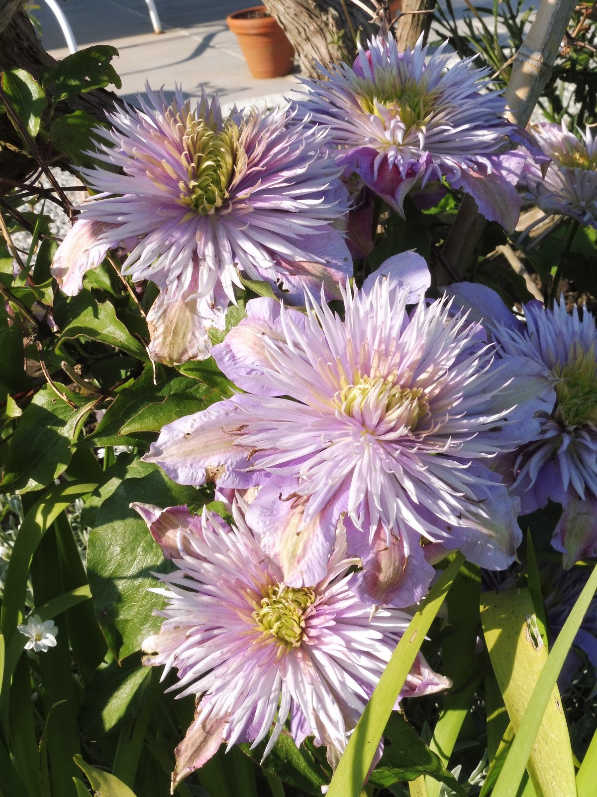 Mon Jardin Entre Terre Et Mer Clematite Crystal Fountain