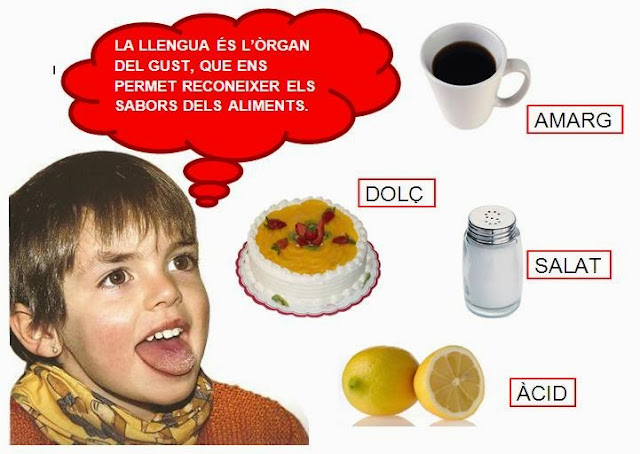 SOM LA CLASSE DE LES ABELLES: EL SENTIT DEL GUST