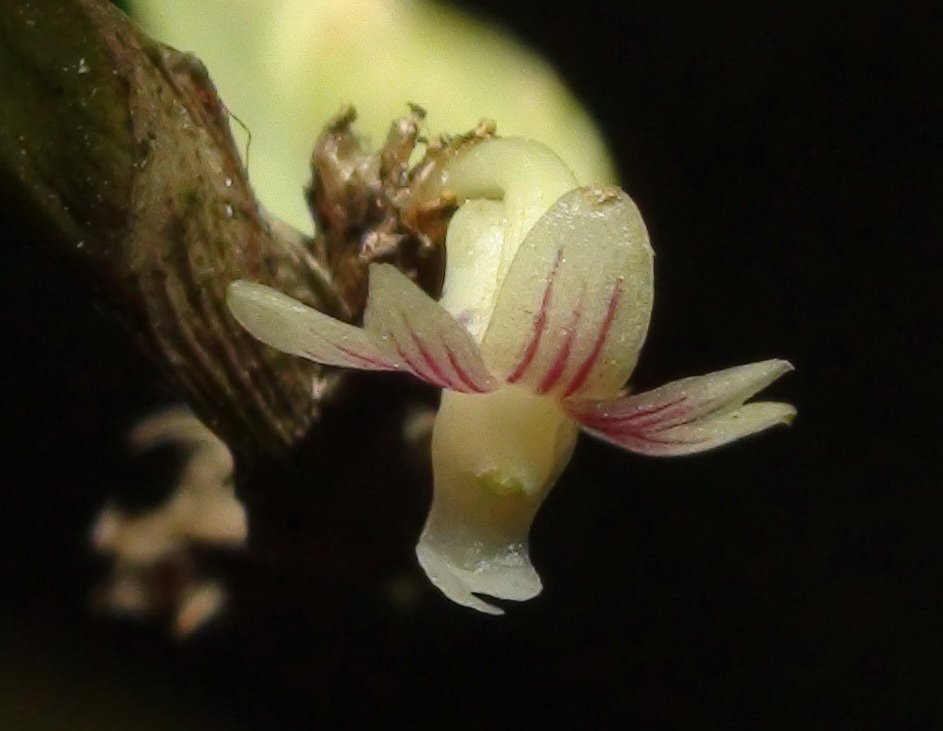 Wild orchids in sumatra: Aporum aloifolium (Blume) Brieger, 1981 f ...