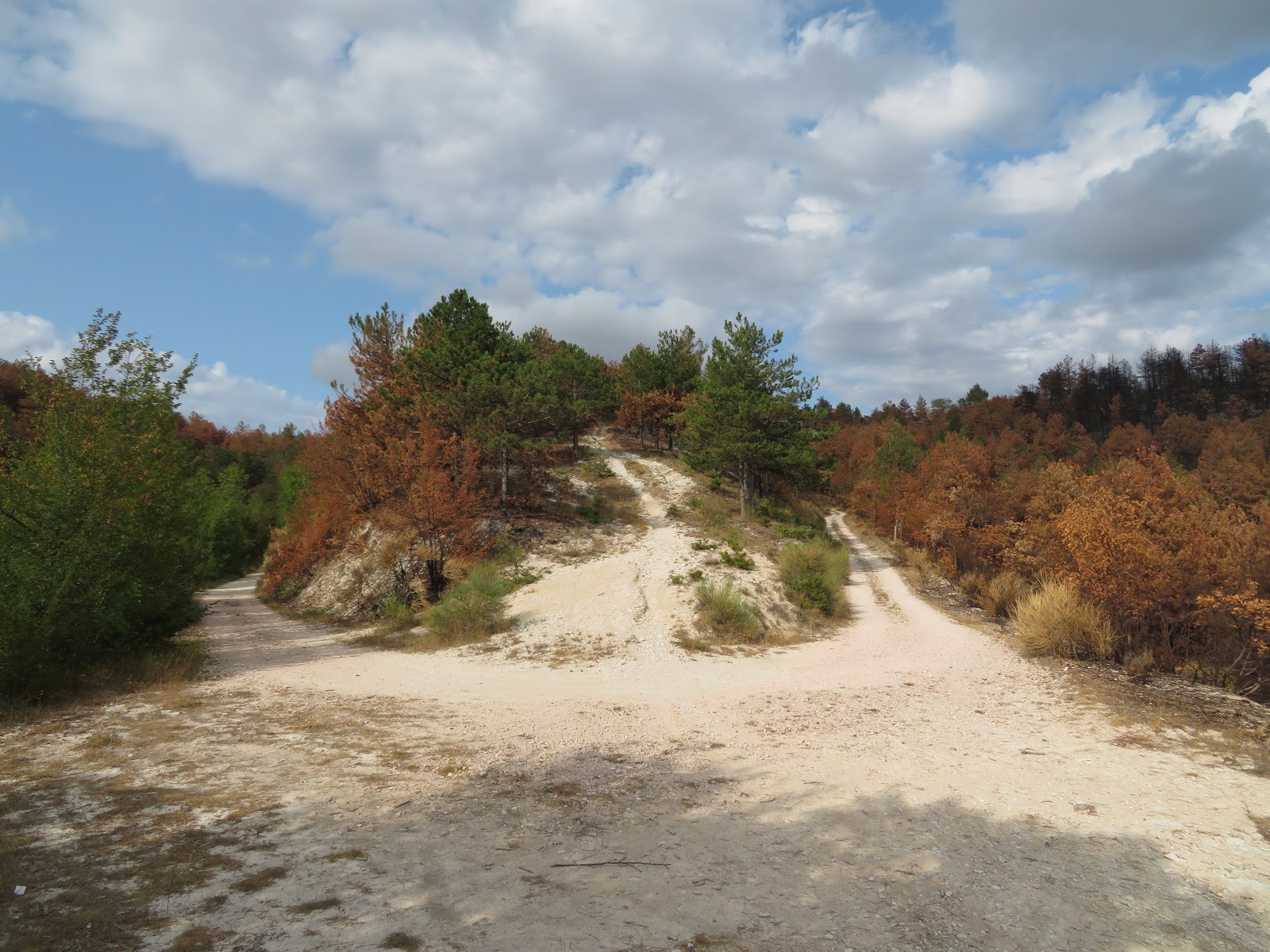 Itineris Mei Il bosco delle Cesane un mese dopo il grande rogo