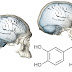 Dopamina e gradual evolução do formato globular do cérebro parecem ter sido cruciais na evolução humana