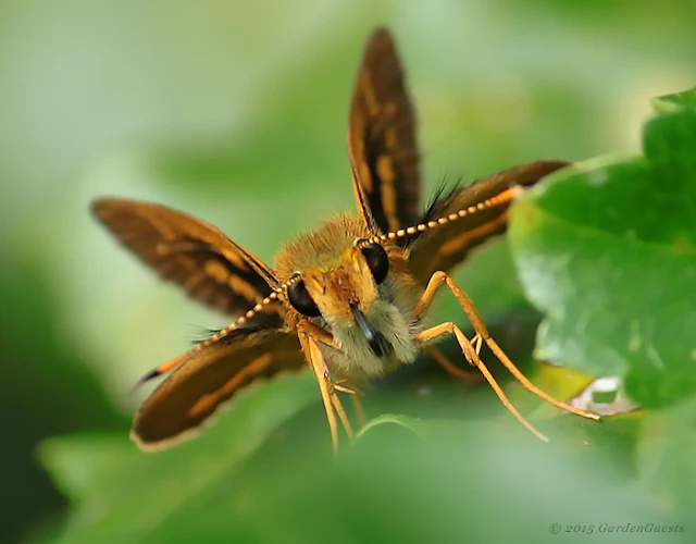 Grass dart butterfly, looking at the camera