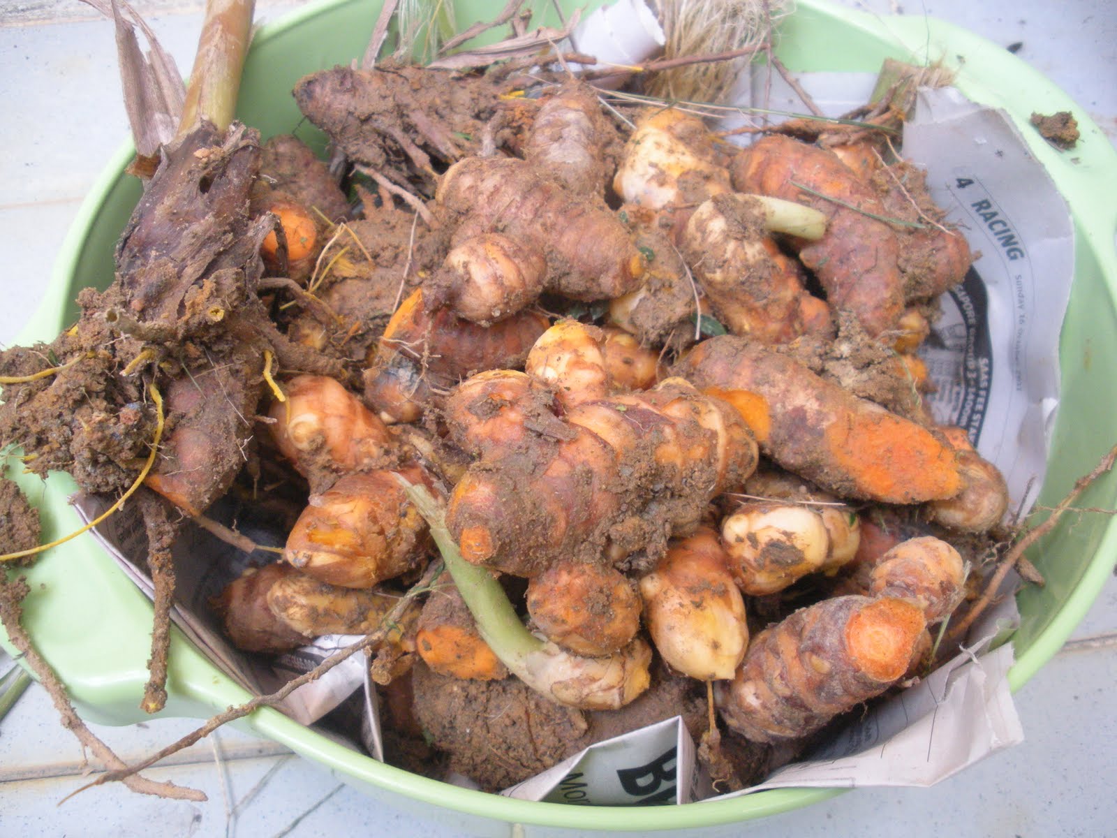 On The Green Side Of Life Growing Turmeric Rhizomes