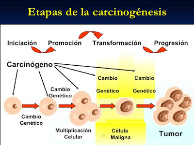 Etapas de la Carcinogénesis o división celular descontrolada Proceso-tipico-de-la-Carcinogenesis