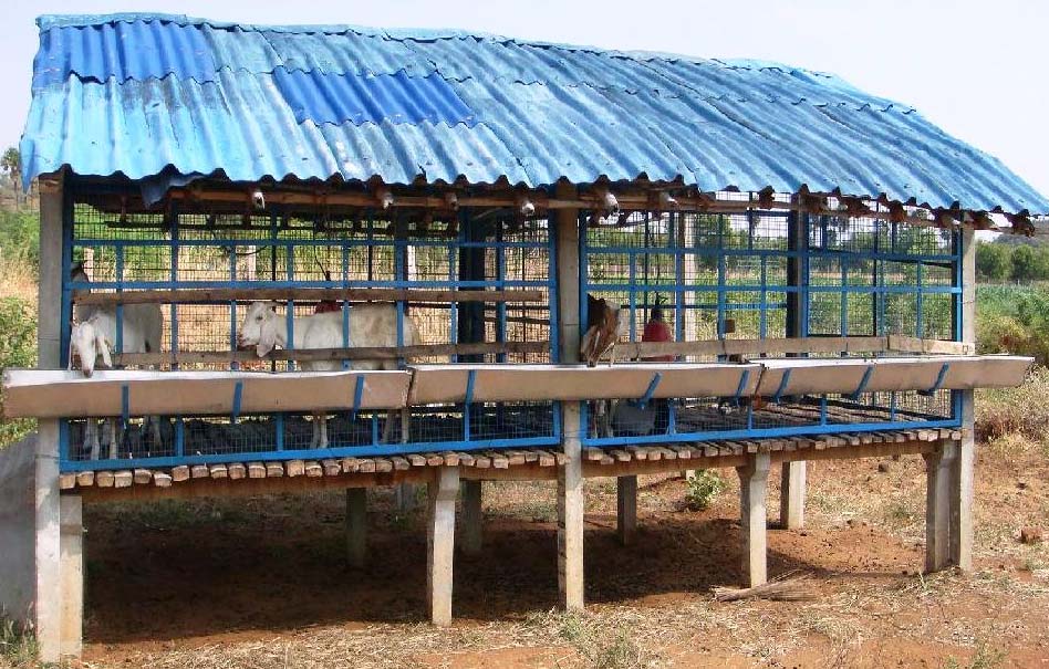 Successfully Shed Construction Cost For Goat Farming