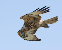 Soaring Galapagos Hawk at Albemarle, Isabela Island, Galapagos