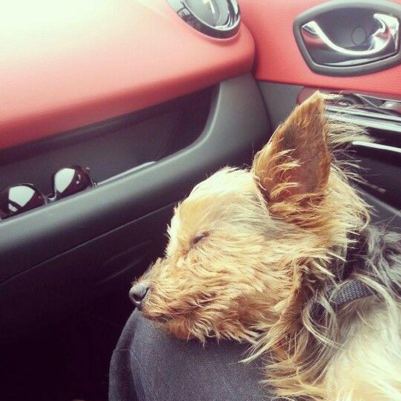 Yorkie Town 10 signs your yorkie loves you!!