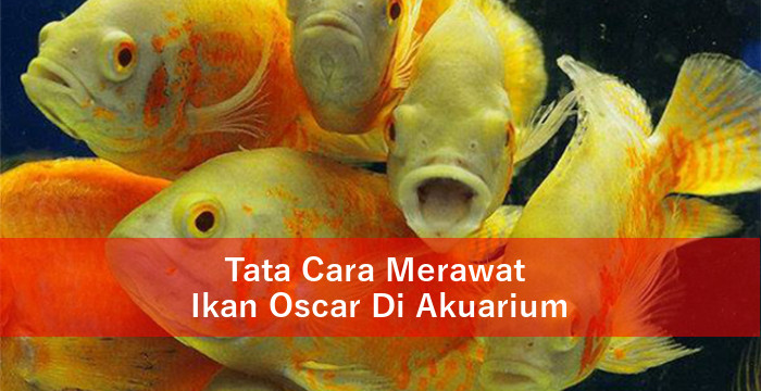 Tata Cara Merawat Ikan Oscar Di Akuarium